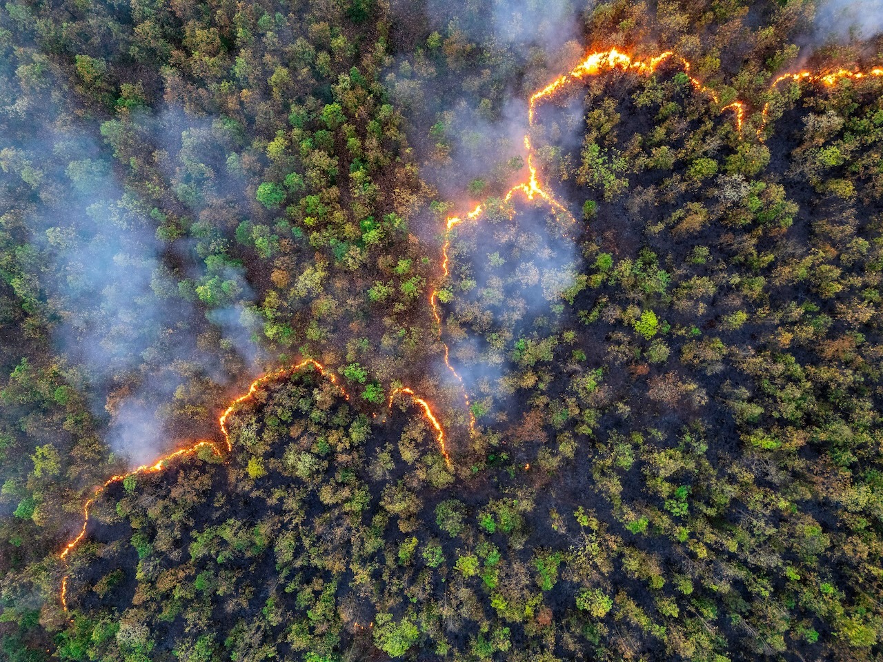 Aerial view of wildfire spreading through dense forest, leaving destruction behind. Smoke releases CO₂, intensifying climate change. A dramatic scene of nature’s loss and human impact.