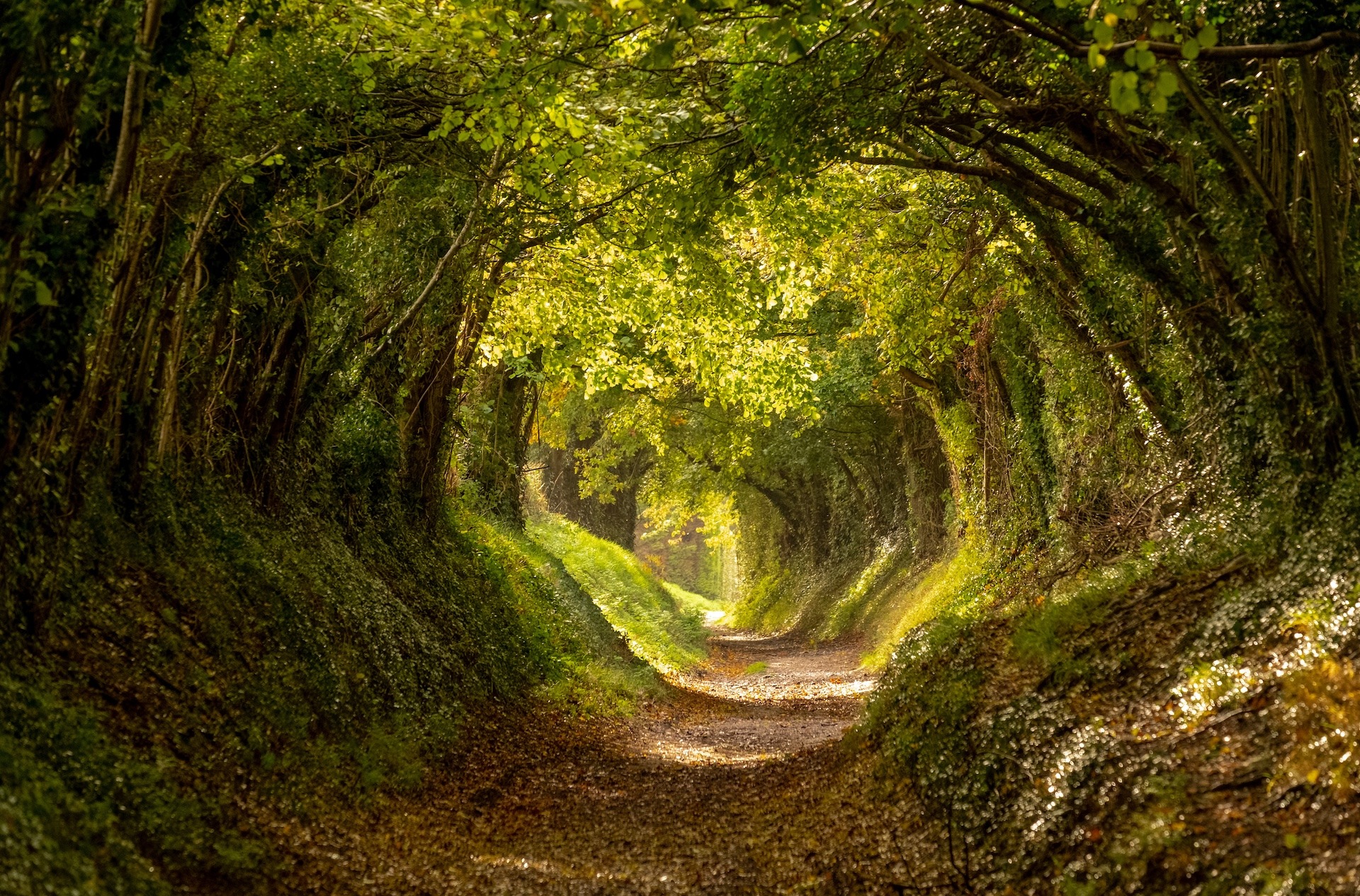 Halnaker tree tunnel in West Sussex UK with sunlight shining in. This is an ancient road which follows the route of Stane Street, the old London to Chichester road.